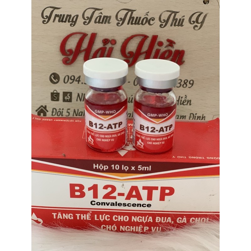 5ml B12 ATP - tăng thể lực cho ngựa, gà chọi, chó nghiệp vụ