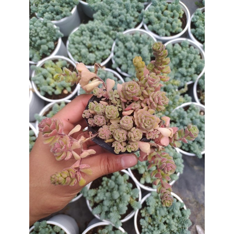 SEN ĐÁ SEDUM HOA HỒNG PHÁP 🥝 ĐÀ LẠT 🥬 HƯ 1 ĐỔI 1 ❄️ SIÊU CUTE