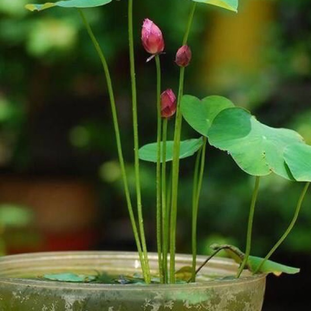 Hạt sen Nhật 100k/10 hạt