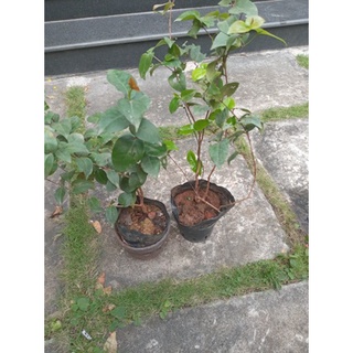 Cây giống Cherry Surinam (Cherry khía chuẩn giống)