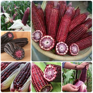 Hạt Giống Ngô Nếp Tím