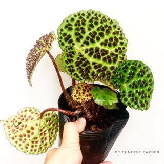 Thu Hải Đường - Begonia melanobullata