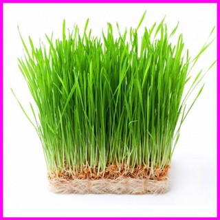 [ Hạt giống Rau] Gói 1kg Hạt giống mầm lúa mạch - đại mạch - Mina Shop