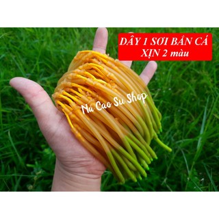 Dây Ná Cao Su Tròn Loại 1 Sợi Cá Cao Cấp Kích Cỡ 6030