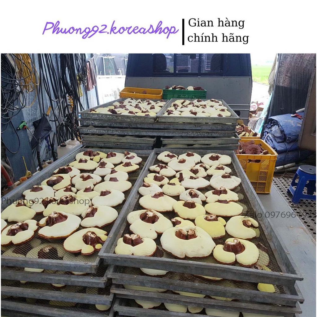 (Hàng chuẩn) Nấm linh chi Kana lá vừa  nội địa Hàn quốc 1Kg | BigBuy360 - bigbuy360.vn