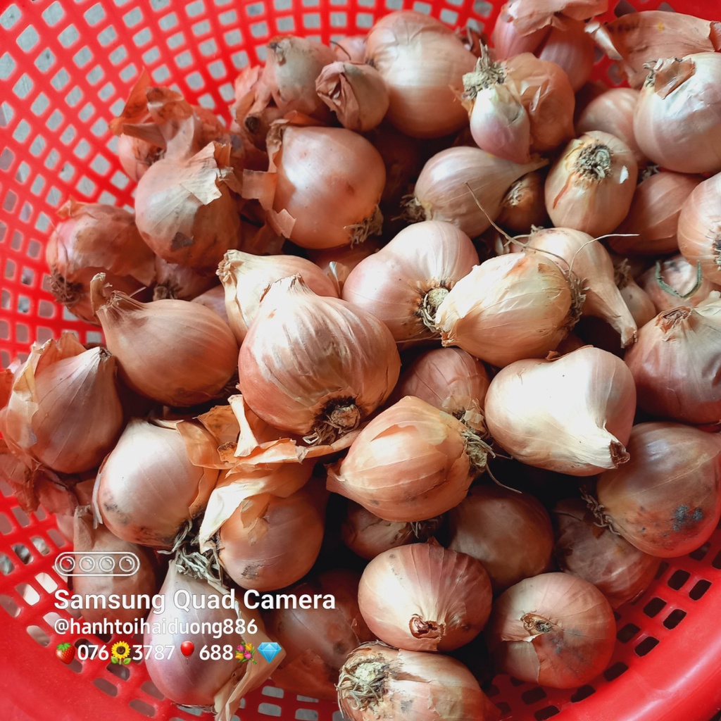 Hành Kinh Môn loại size nhỏ mã xấu dùng cho nhà hàng quán ăn
