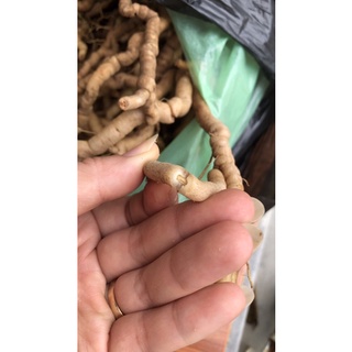 Ba kích tím rừng