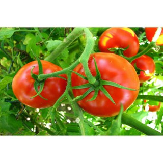 Hạt giống cà chua lai 152f1 lucky