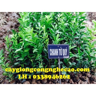 Giống cây chanh tứ quý - quả chùm