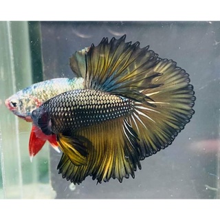 Betta Siêu Phẩm 1 bé trống.Tặng Thức ăn