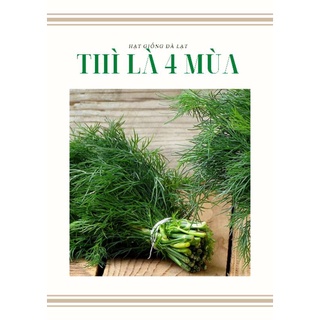 Hạt giống thì là 4 mùa - 10gr