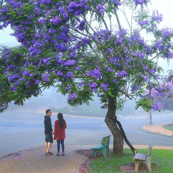 Hạt giống hoa Phượng Tím túi 3 hạt - tặng kèm 3 viên nén ươm hạt