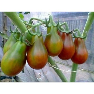 hạt giông cà chua socola 5 hạt