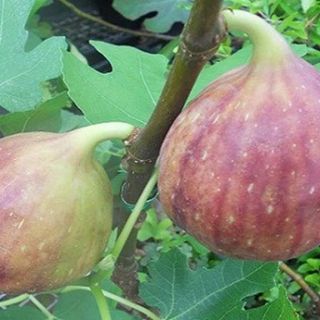 Cây giống sung mỹ trái to