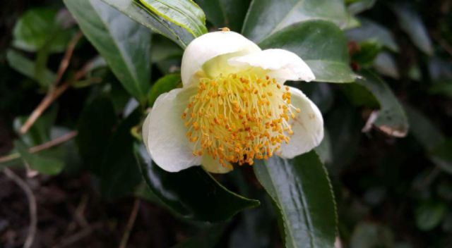 0.5kg Chè Thái loại ngon | BigBuy360 - bigbuy360.vn