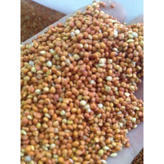 hạt kê đỏ vàng trắng