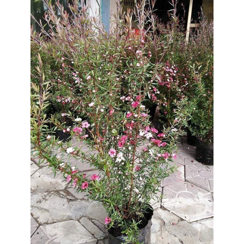 Cây hoa tùng tuyết mai đang nụ