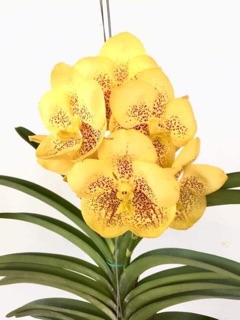 Hoa lan Vanda giống hoa to