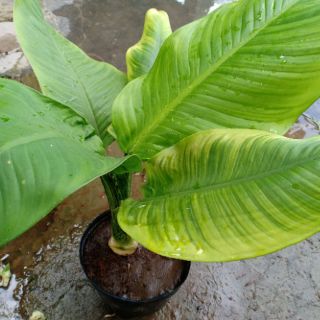 Cây đại phú gia giống