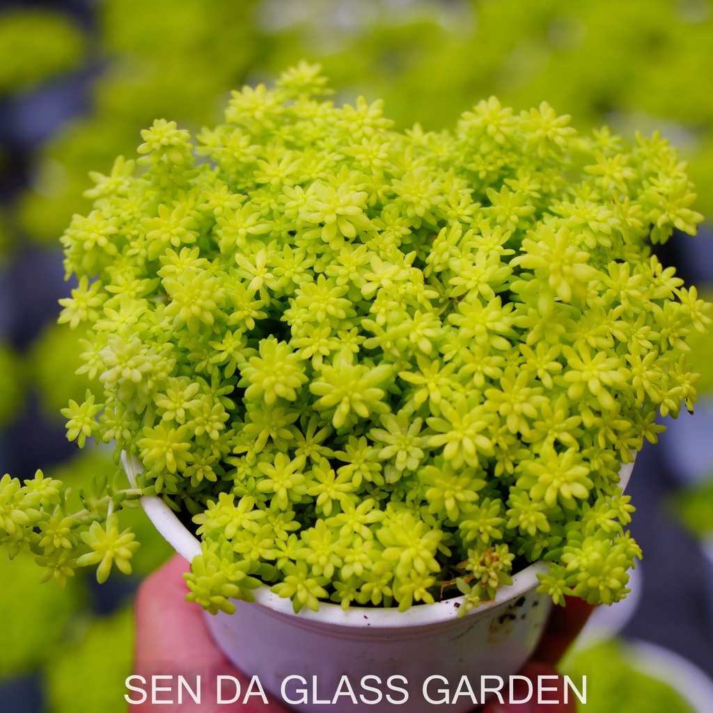 Sen đá sedum vàng GLASS GARDEN chậu trung 8cm, lỗi 1 đổi 1.