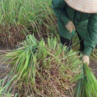 TINH DẦU SẢ JAVA