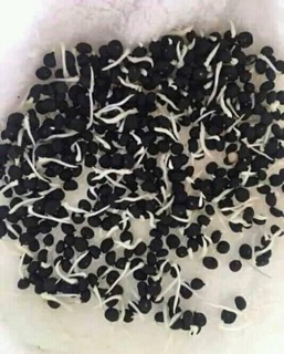 hạt giống măng tây xanh 20 hạt