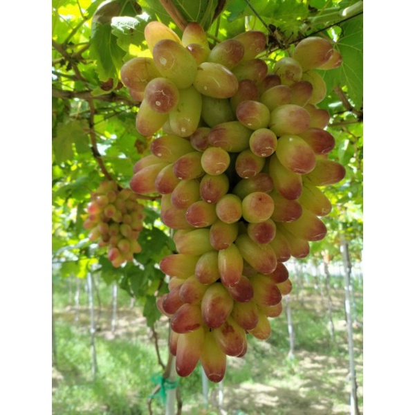 NHO HỒNG MÓNG TAY - ĐẶC SẢN NINH THUẬN - TÚI 1 KG