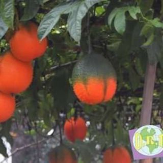 CÂY GIỐNG GẤC NẾP