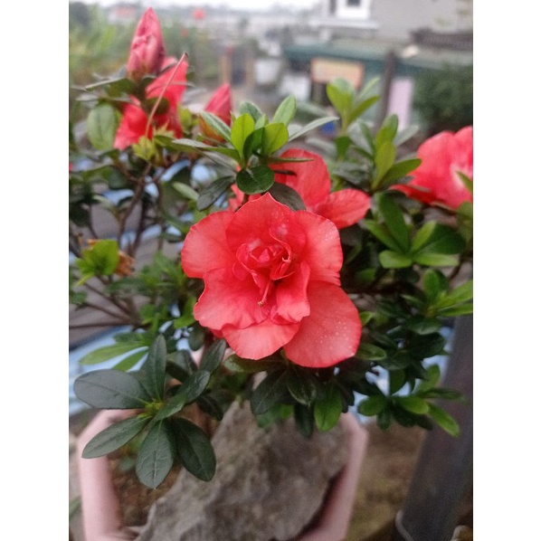 Siêu Kali Bo giúp ra hoa đậu quả 30gr