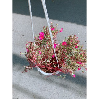 Bụi Hoa Mười Giờ Sam Giống Mới