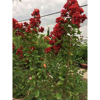 cây tường vy đỏ đậm