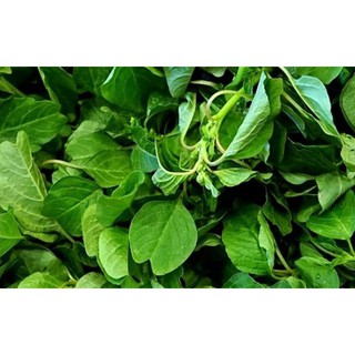Hạt dền vàng, dền cơm - gói 10 gram