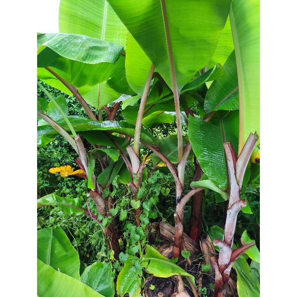 cây chuối lửa - chuối đỏ úc/ chuối laba / chuối Siam Thái Lan cây cao từ 7 tấc- giao hỏa tốc HCM