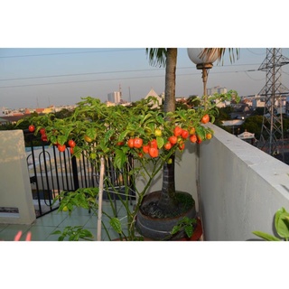 5 hạt giống ớt siêu cay red habanero