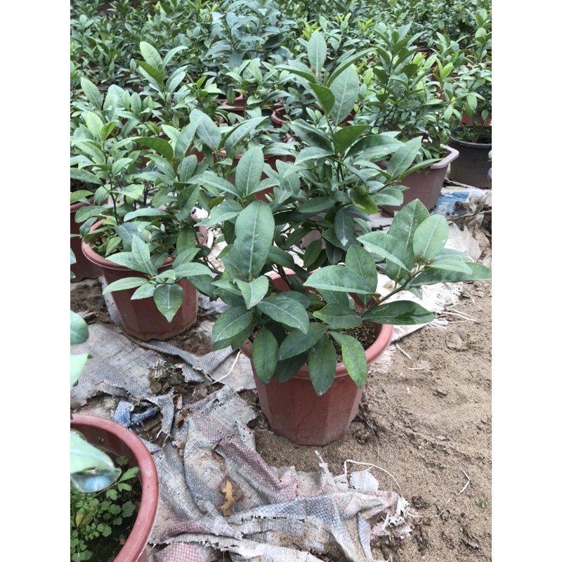 Cây chanh ta choai thơm chỉ 70k