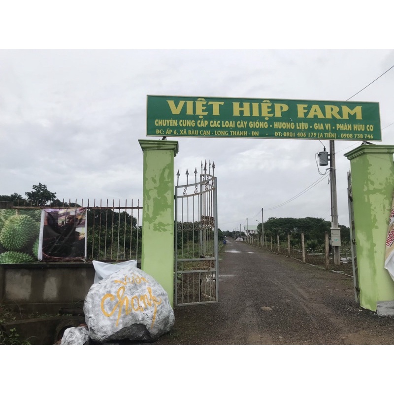 Lá Chanh Thái - Lá Chúc - Lá Chanh Thái Tươi Hữu Cơ Việt Hiệp