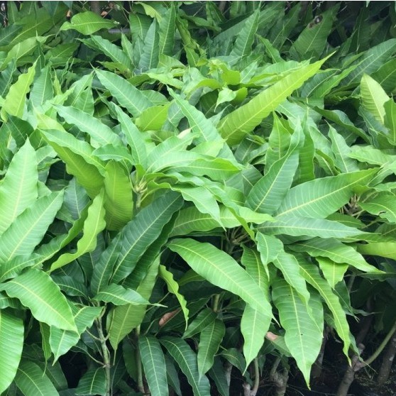 Cây giống Xoài Cát Hòa Lộc_ 👍👍_Cây to, khỏe, gốc lớn cao 1m