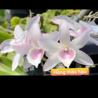 Combo 10 loại phi điệp đột biến gieo hạt