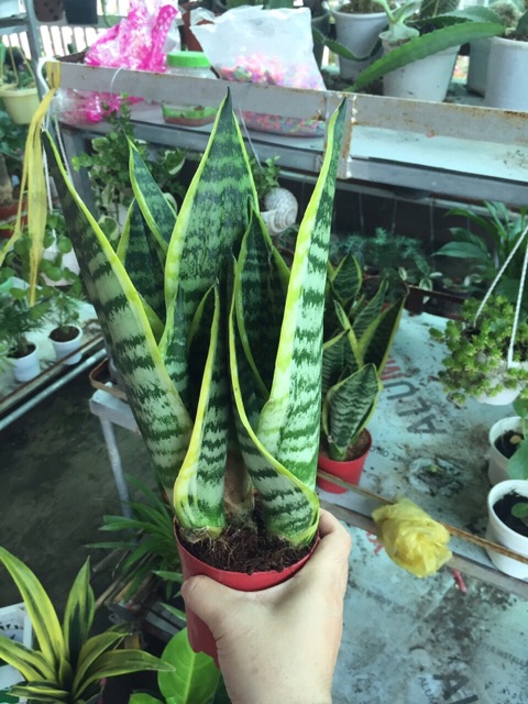 LƯỠI HỔ THÁI 3 THÂN