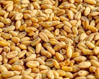 2kg hạt lúa mì (lúa mạch) vàng, hạt đẹp tỉ lệ nảy mầm cao.