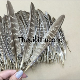 Lông vũ hoa văn tự nhiên, lông trĩ