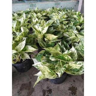 Trầu bà sữa