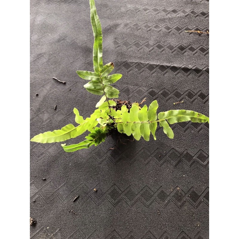 Combo 8 cây dương xỉ mini chơi bán cạn