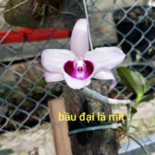 Phi điệp có mặt hoa xổ tại vườn.