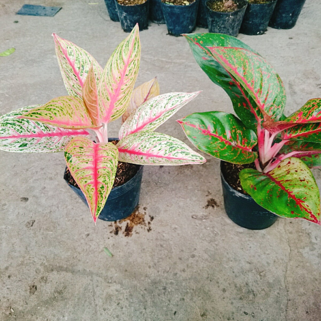 Combo Cây Thịnh Vượng + Cây Như Ý