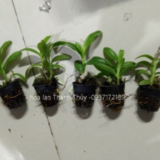 Hoa lan trầm trắng giống