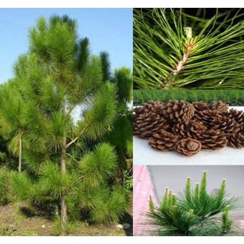 Hạt giống cây giống thông caribe KNS109 - 1 gói 5 hạt