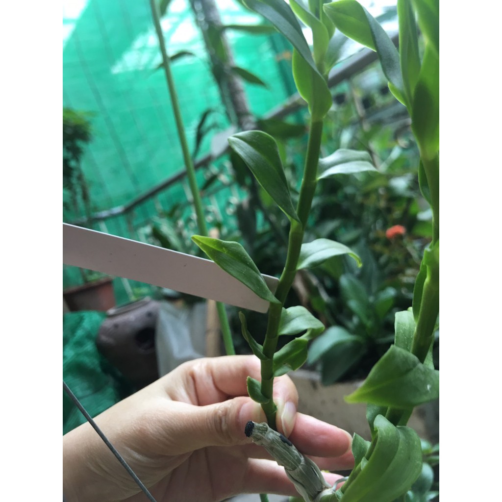 Phi điệp 5 cánh trắng Blue hàng nhân kie bảo hành mặt hoa