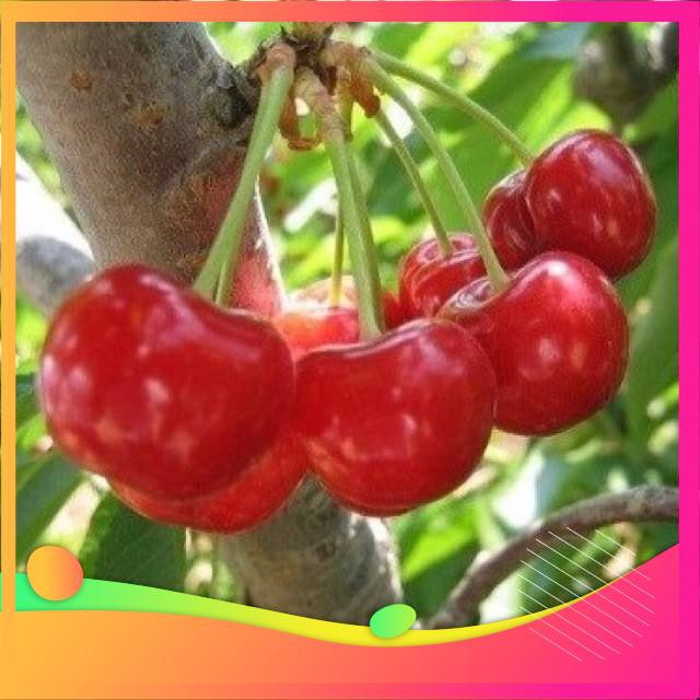 Hạt Giống Anh Đào Cherry- 5 Hạt  VIETGAR