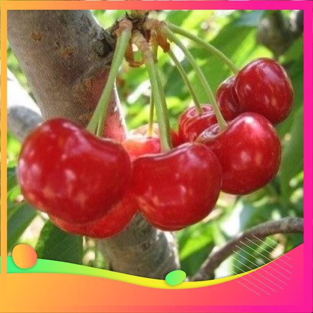 Hạt Giống Anh Đào Cherry- 5 Hạt [ Tặng bộ dụng cụ làm vườn Mini 3 món ] VIETGAR